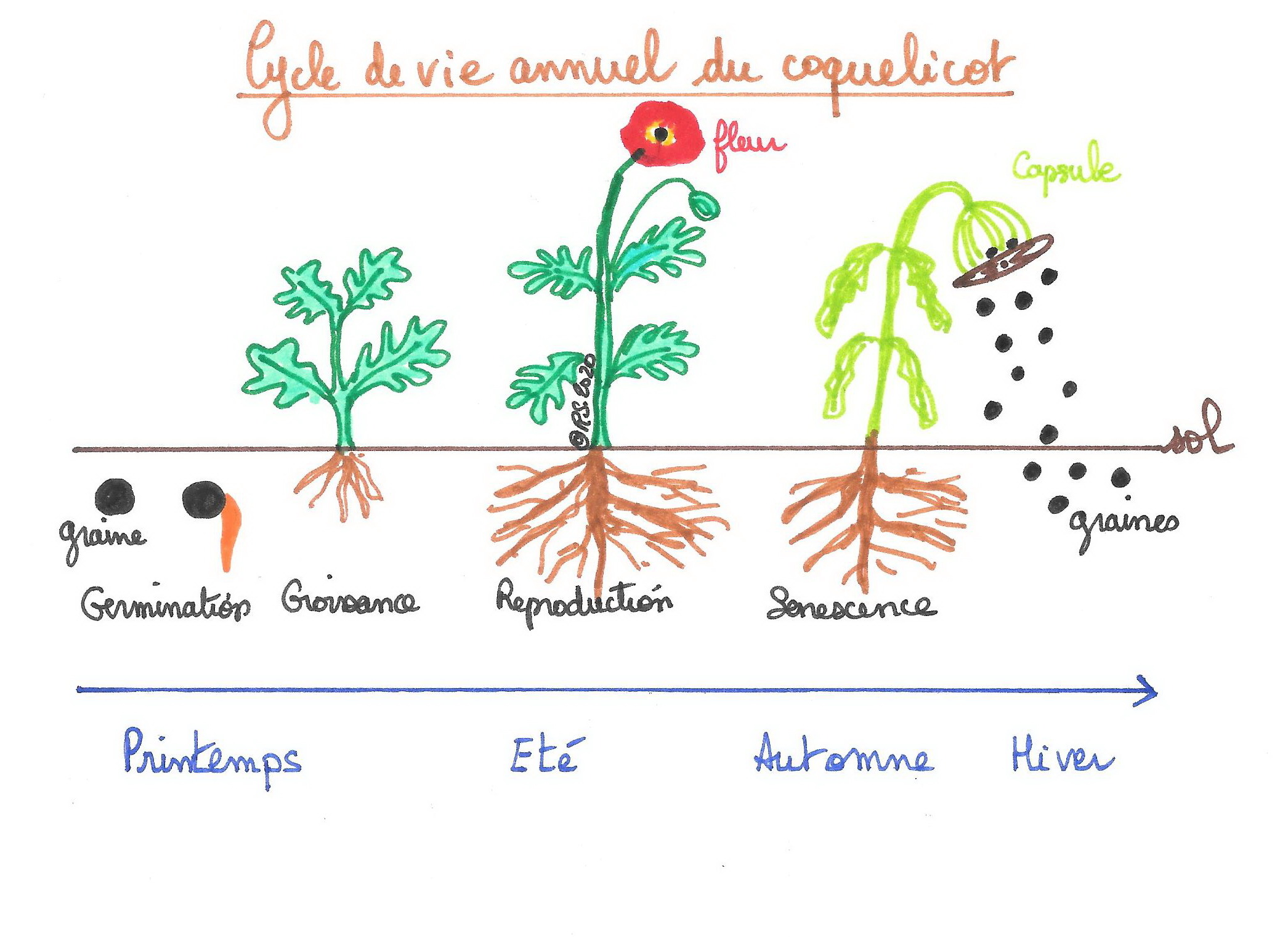 <b>Cycle de vie d’une plante annuelle : le coquelicot</b>