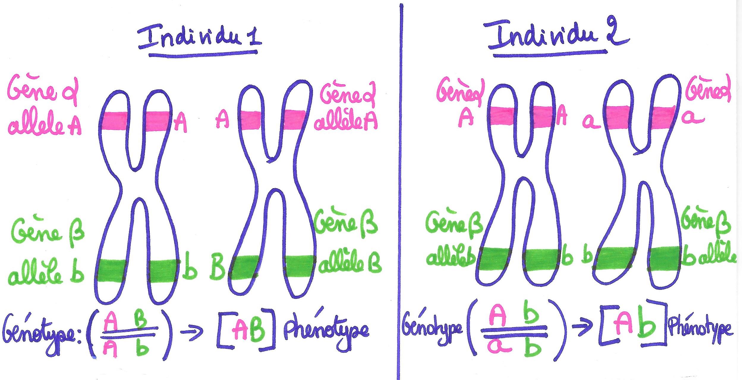 Position des gènes et des allèles chez des individus différents