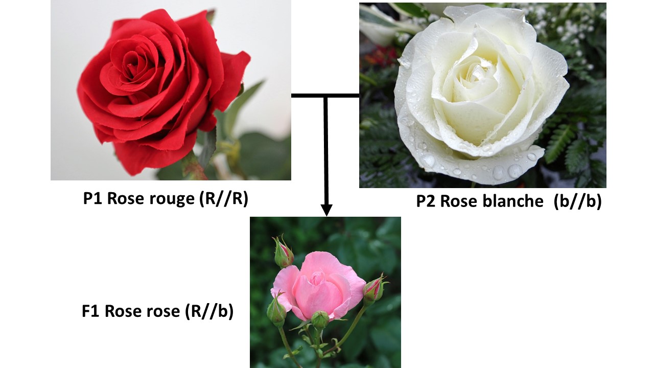 <b>Étude de la transmission du caractère «&nbsp;couleur de la fleur&nbsp;» chez la rose</b><div><i>P1&nbsp;: rose rouge, par GoranH, via Pixabay, Pixabay licence, https://pixabay.com/fr/photos/artificielle-rose-rouge-fleur-4933142/<b><br></b></i></div><div><i>P2&nbsp;: rose blanche par Jolenka, via Pixabay, Pixabay licence, https://pixabay.com/fr/photos/la-rose-blanche-toussaint-2907862/<br></i></div><div><i>F1&nbsp;: rose rose clair par PurpleOwl, via Pixabay, Pixabay licence, https://pixabay.com/fr/photos/rose-rose-rose-rose-clair-fleur-
 5227900/</i><br></div>