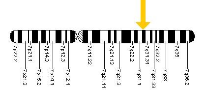 <b>Localisation du gène CFTR sur le chromosome 7</b><div><i>Localisation du gène CFTR&nbsp;: Cftr.jpeg, domaine public via Wikimédia Commons,
 https://ar.m.wikipedia.org/wiki/%D9%85%D9%84%D9%81:Cftr.jpeg</i><b><br></b></div>