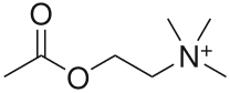 <b>Molécule d’acétylcholine</b><div><i>2560px-Acetylcholine.svg, par Harbin propre travail, via Wikimédia Commons, domaine publique, https://commons.wikimedia.org/wiki/File:Acetylcholine.svg</i><b><br></b></div>
