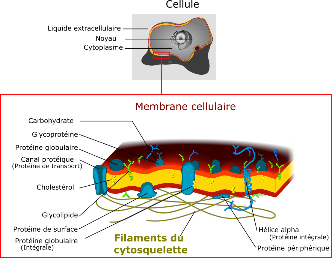 <b>Filaments d’actine et membrane cellulaire</b><div><i>Cell membrane detailed diagram 4-FR.svg derivative work: Dosto (d), Cell_membrane_detailed_diagram_4.svg: *derivative work: Dhatfield (talk), Cell_membrane_detailed_diagram_3.svg: *derivative work: Dhatfield (talk, Cell_membrane_detailed_diagram.svg: LadyofHats Mariana Ruiz, via Wikimédia Commons, CC-BY-SA-3.0, modifié par Sandra Rivière, https://commons.wikimedia.org/wiki/File:Cell_membrane_detailed_diagram_4-FR.svg?uselang=fr</i><b><br></b></div>