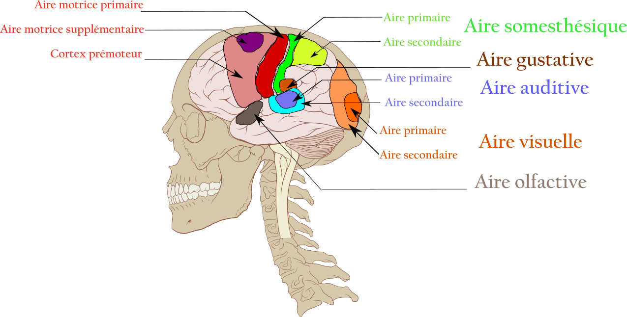 <b>Aires motrices et sensorielles</b><div><i>Crâne et cerveau normal human.svg, par Patrick J. Lynch, illustrateur médical via Wikimédia Commons, Licence Créative Commons Attribution 2.5 2006, modifié par Sandra Rivière, https://commons.wikimedia.org/wiki/File:Skull_and_bra</i><b><br></b></div>