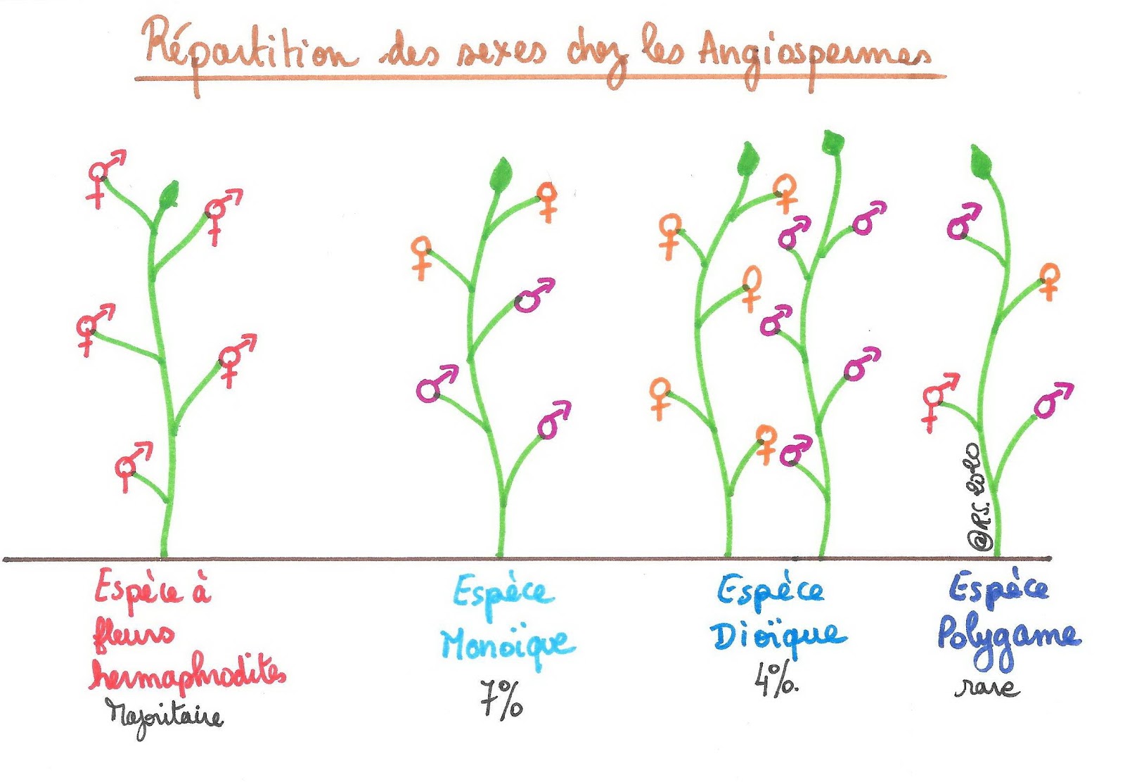 <b>Répartition des sexes chez les angiospermes</b>