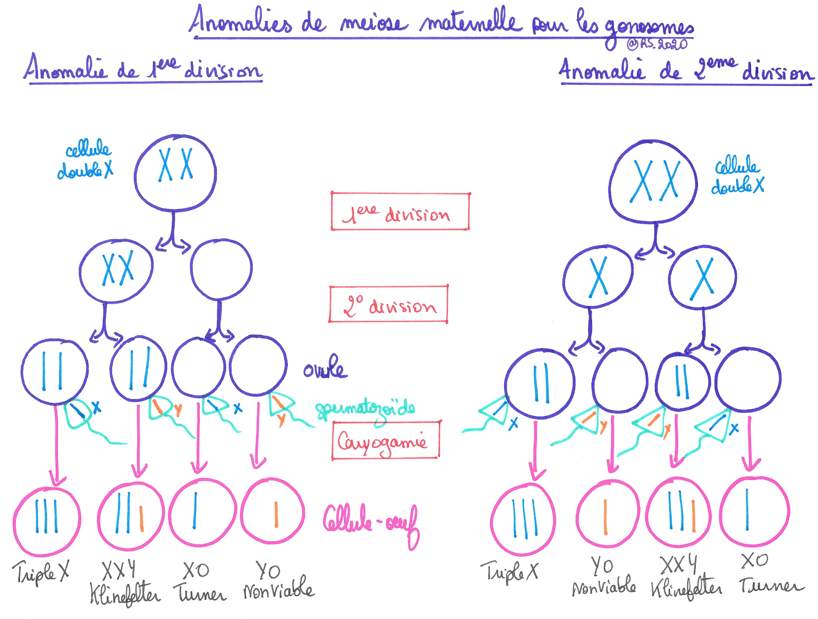 <b>Anomalies de méiose maternelle pour les gonosomes</b>