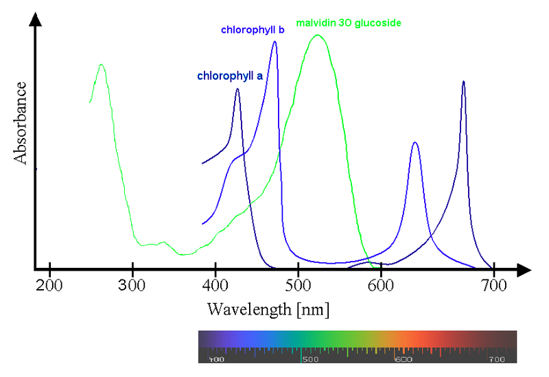 <b> Spectre d’absorption d’un anthocyane, le malvidine 3O glucoside</b><div><i>Spectra Chlorophyll ab oenin (1) .PNG par “Pas avec » via Wikimedia commons, CC-BY-SA-3.0, https://commons.wikimedia.org/wiki/File:Spectra_Chlorophyll_ab_oenin_(1).PNG</i><b><br></b></div>