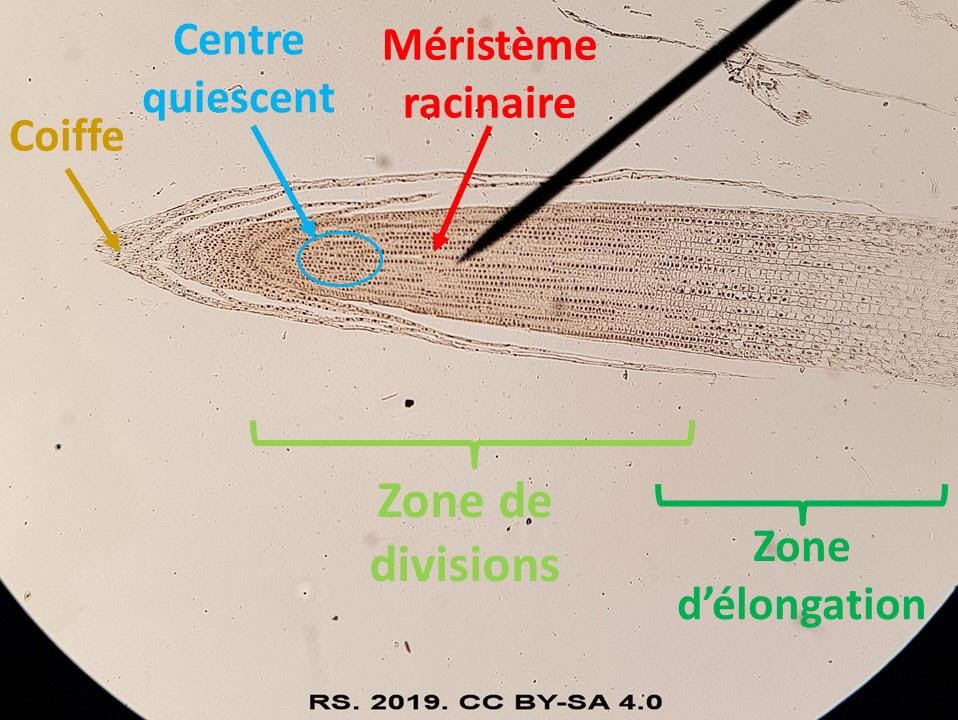 <b>Coupe d’apex de racine d’ail observée au microscope</b>