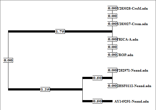 Matrice des distances pour l’ADN mitochondrial et arbre d’évolution correspondant<br><i>Logiciel Phylogène</i>