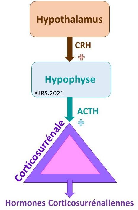 <b>Axe Hypothalamo-hypophyso-corticosurrénalien</b>