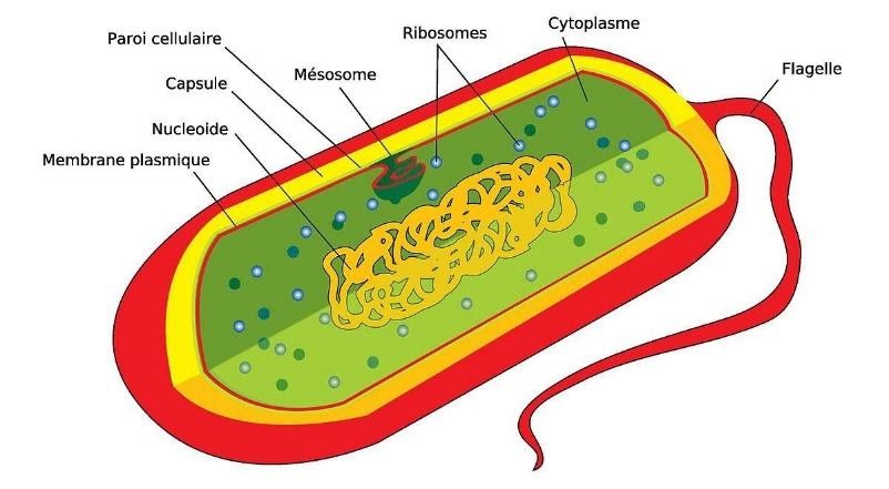 <b>Structure d’une bactérie</b><div><i>Diagramme d une cellule procaryote.jpg par Mariana Ruiz [user:LadyofHats] Trduit par Baptiste Deleplacevia Wikimedia commons, Domaine public, https://commons.wikimedia.org/wiki/File:Diagramme_d_une_cellule_procaryote.jpg?uselang=fr</i><b><br></b></div>