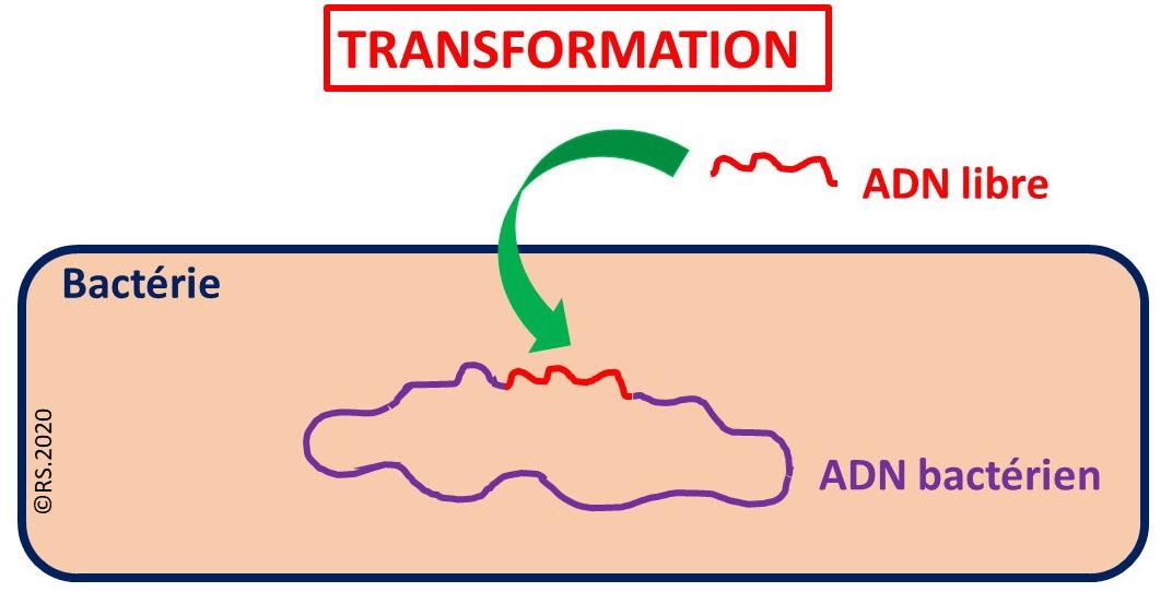 <b> La transformation bactérienne</b>