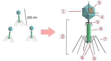 <b>Structure d’un bactériophage</b><div><i>Bacteriophage structure.png, Fiche de Y_tambe, via Wikimédia Commons, GFDL, CC-by-sa, CC-BY-SA-3.0-migré, https://commons.wikimedia.org/wiki/File:Bacteriophage_structure.png&nbsp;&nbsp;</i><b><br></b></div>