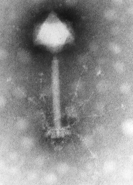 <b>Bactériophage observé au microscope électronique à transmission</b><div><i>Phage S-PM2.png, Image: Hans-Wolfgang Ackermann,  via  Wikimédia Commons, CC-BY-2.5, https://commons.wikimedia.org/wiki/File:Phage_S-PM2.png</i><b><br></b></div>