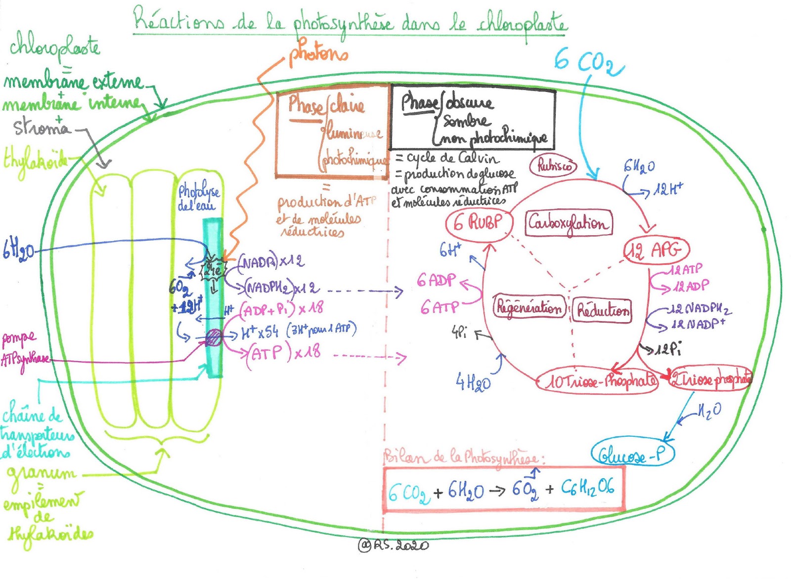 <b>Schéma bilan de la photosynthèse</b>