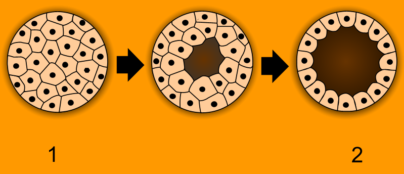 <b>De la morula (1) à la blastula (2)</b><div><i>Blastulation.png, par Pidalka44 &nbsp; via Wikimédia Commons, Domaine publique,
 https://commons.wikimedia.org/wiki/File:Blastulation.png</i><b><br></b></div>