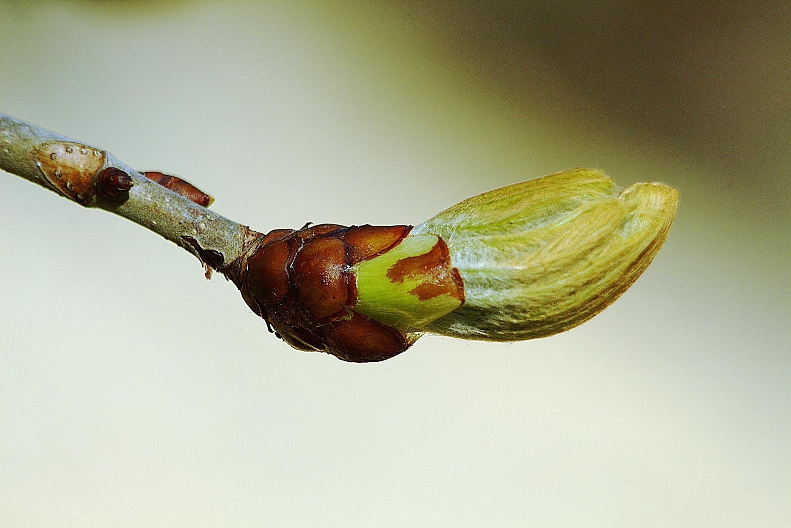 <b>Débourrement d’un bourgeon au printemps</b><div><i>bud-1347462_1920, Image par Jiricek72 de Pixabay, https://pixabay.com/fr/photos/bourgeon-printemps-fermer-arbre-1347462/</i><b><br></b></div>