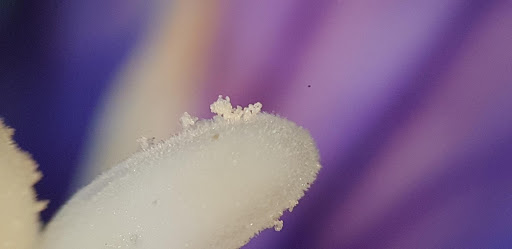 <b>Grains de pollen de campanule déposés sur le stigmate</b><div><i>©RS.2020</i><b><br></b></div>