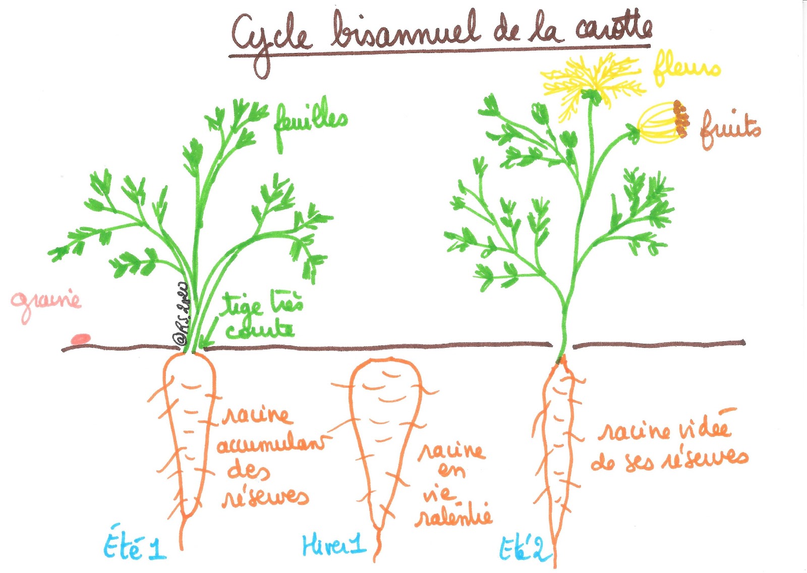 <b>Cycle de vie d’une plante bisannuelle : la carotte</b>