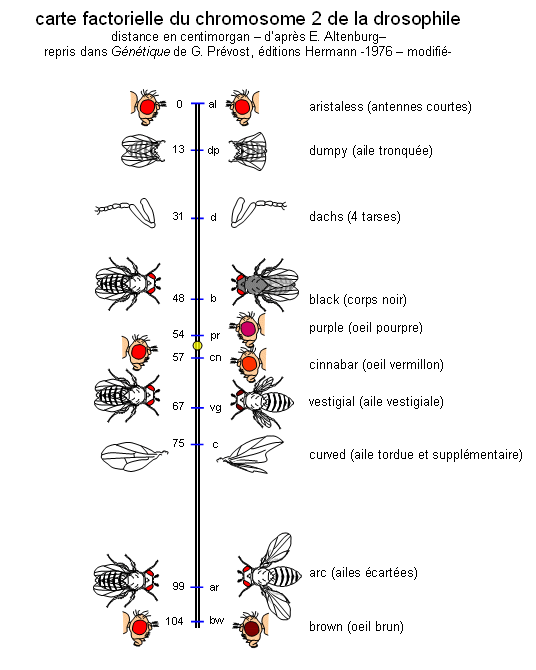 <b>Carte des chromosomes 2 de la drosophile</b><div><i>D’après E. Altenburg repris dans Génétique de G. Prévost, éditions Hermann -1976 modifié à l’aide du site http://svt.ac-dijon.fr</i>/&nbsp;&nbsp;<b><br></b></div>