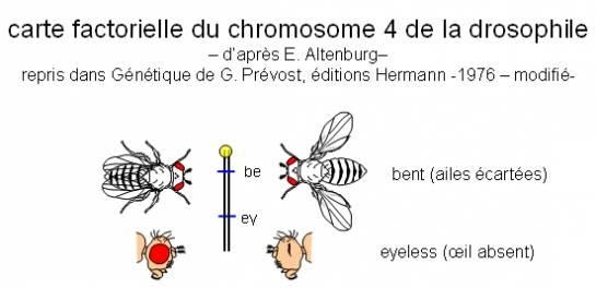 <b>Carte des chromosomes 4 de la drosophile</b><div><i>D’après E. Altenburg repris dans Génétique de G. Prévost, éditions Hermann -1976 modifié à l’aide du site http://svt.ac-dijon.fr/&nbsp;&nbsp;</i><b><br></b></div>