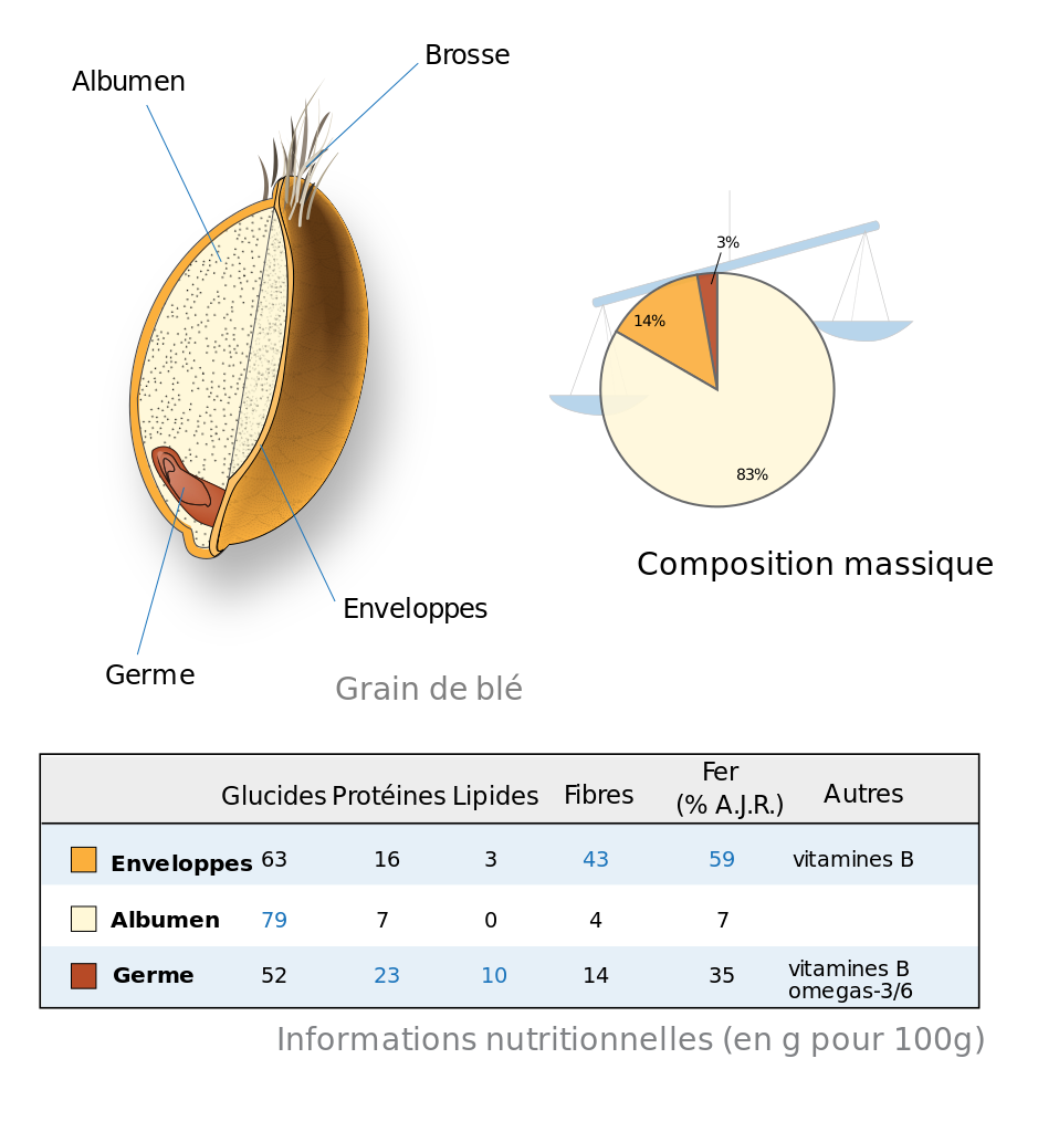 <b> Caryopse de blé et nature de ses réserves</b><div><i>&nbsp;Informations-nutritionnelles-grain-de-blé.svg
 par Jkwchui, Jon C, via Wikimédia commons,  CC-BY-SA-3.0, https://commons.wikimedia.org/wiki/File:Informations-nutritionnelles-grain-de-bl%C3%A9.svg</i><br></div>