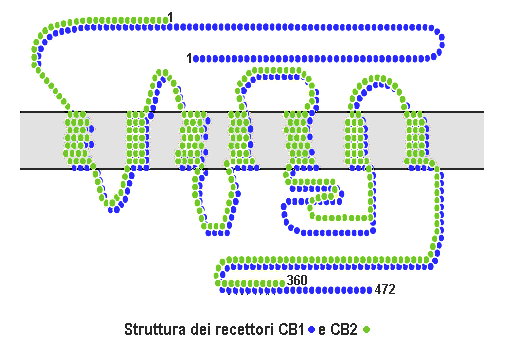 <b>Récepteur CB1</b><div><i>Cb1_cb2_structure, par Esculape à it.wikipedia  CC-BY-SA-3.0-migré, https://commons.wikimedia.org/wiki/File:Cb1_cb2_structure.png</i><b><br></b></div>