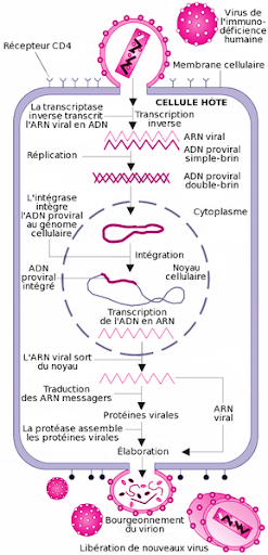 <b>Cycle de vie du VIH<br></b><i>Cycle du VIH :  HIV gross colored fr sans libel.png par Sano via Wikimédia Commons,  CC-BY-SA-3.0-migrated, https://commons.wikimedia.org/wiki/File:HIV_gross_colored_fr_sans_libel.png?uselang=fr</i>