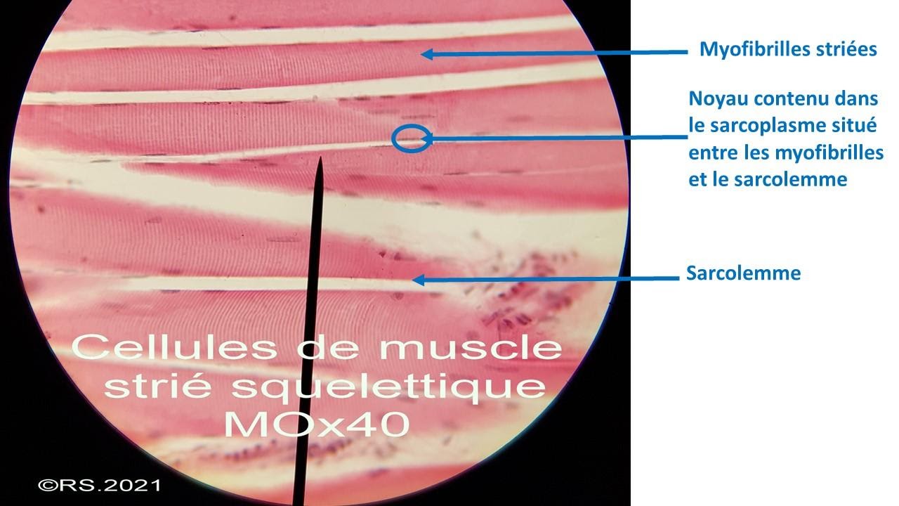 <b>Cellules de muscle strié squelettique observées au microscope optique, Gx40</b>