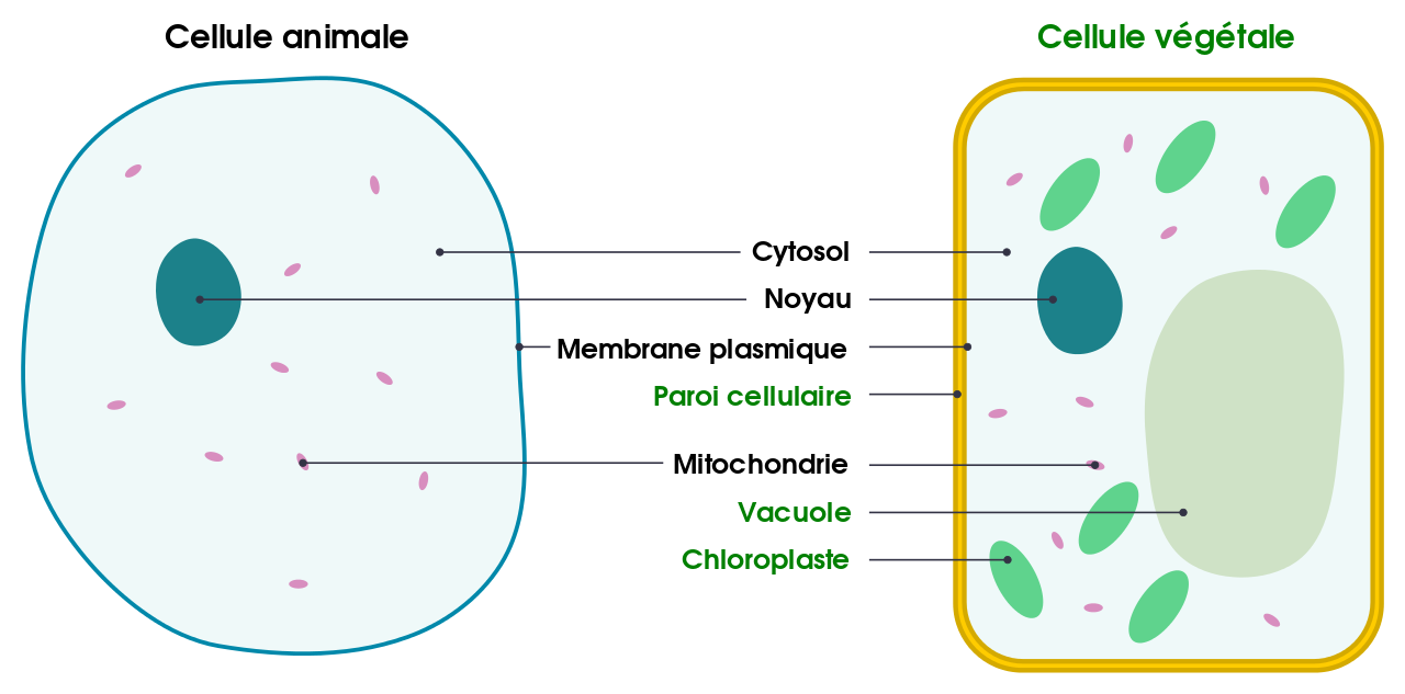 <i>Différences entre les cellules animales et végétales simples (en) .svg par Domdomegg via Wikimédia Commons, CC-BY-4.0, https://commons.wikimedia.org/wiki/File:Differences_between_simple_animal_and_plant_cells_(fr).svg</i>