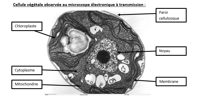 <i>Cellule végétale au microscope électronique : Chlamydomonas TEM 07.jpg, source : http://remf.dartmouth.edu/imagesindex.html via wikimédia commons, domaine public, modifiée par Sandra Rivière, https://commons.wikimedia.org/wiki/File:Chlamydomonas_TEM_07.jpg</i>