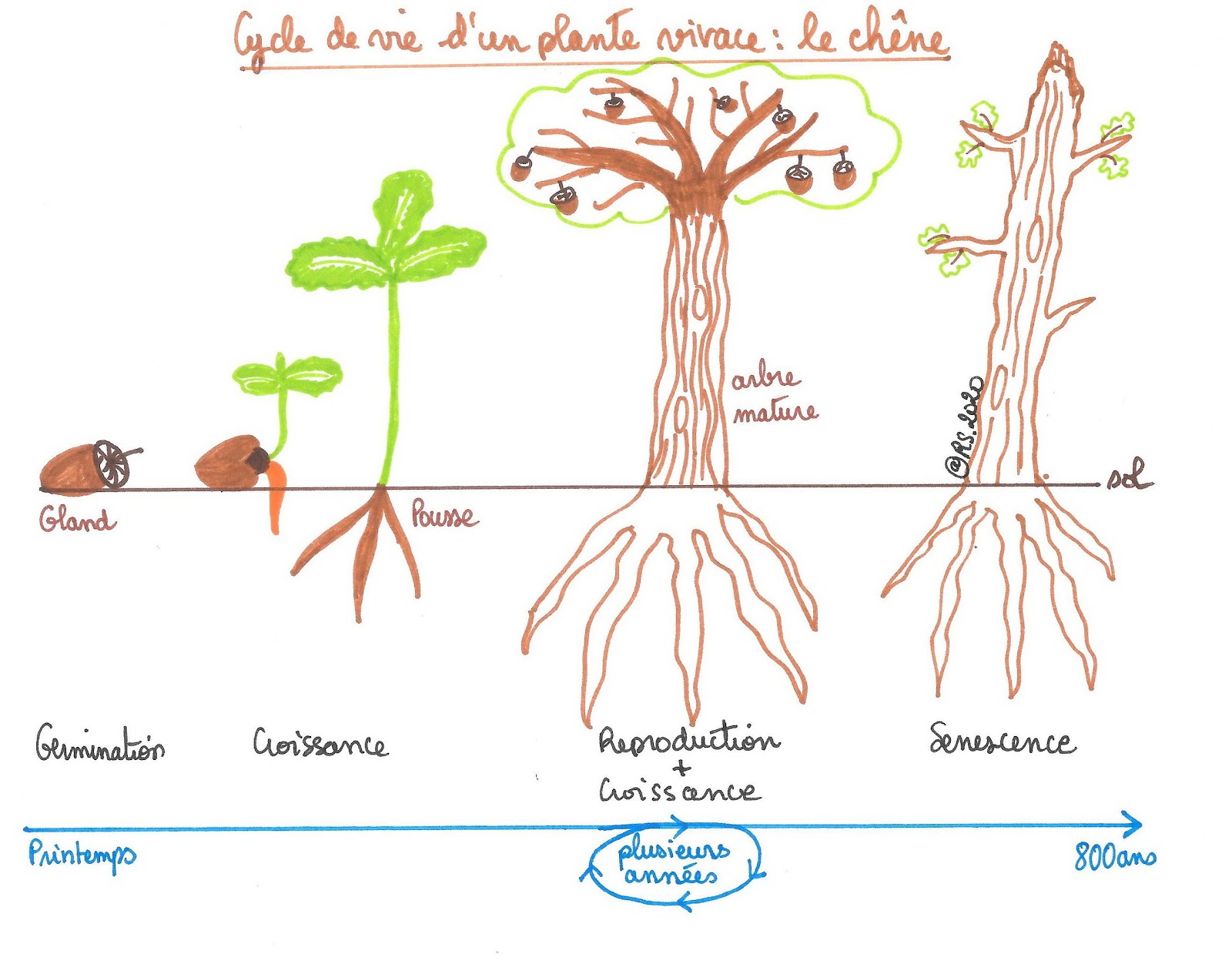 <b>Cycle de vie d’une plante vivace : le chêne</b>