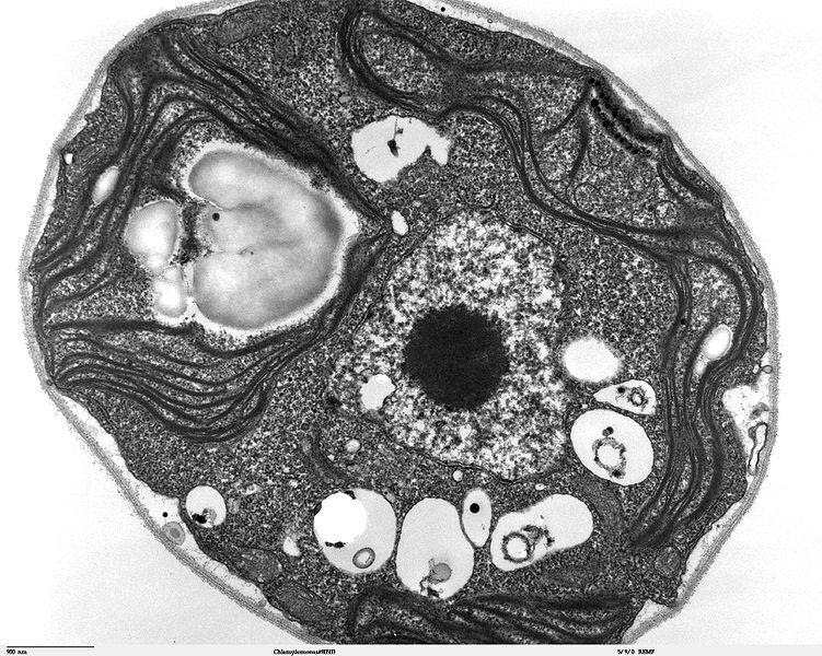 <b>Coupe de Chlamydomonas au microscope électronique  transmission révélant des chloroplastes</b><div><i>Chlamydomonas TEM 07.jpg, domaine publique via Wikimedia commons, https://commons.wikimedia.org/wiki/File:Chlamydomonas_TEM_07.jpg</i><b><br></b></div>