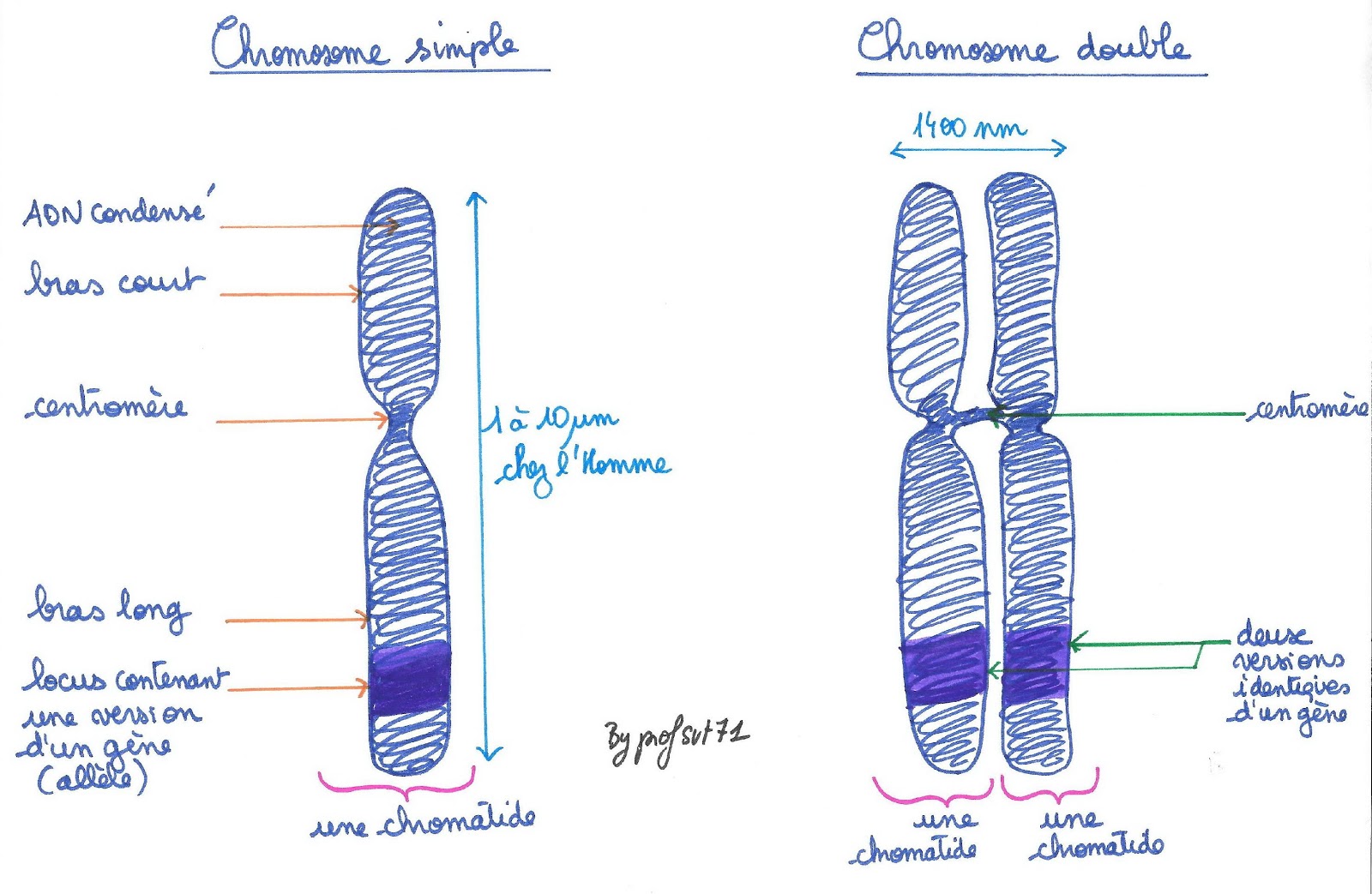 <b>Chromosome simple et chromosome double</b><div><div><b><br></b></div></div>