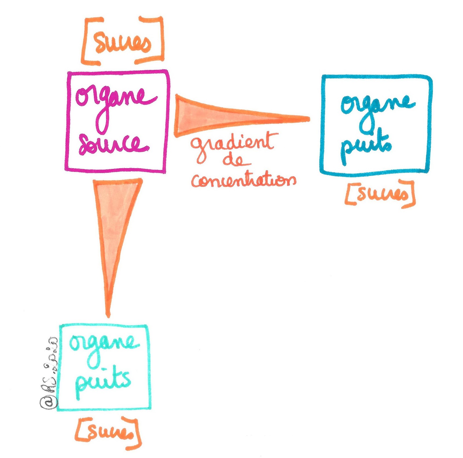 <b>Mécanisme de circulation de matière entre organes-sources et organes-puits</b>