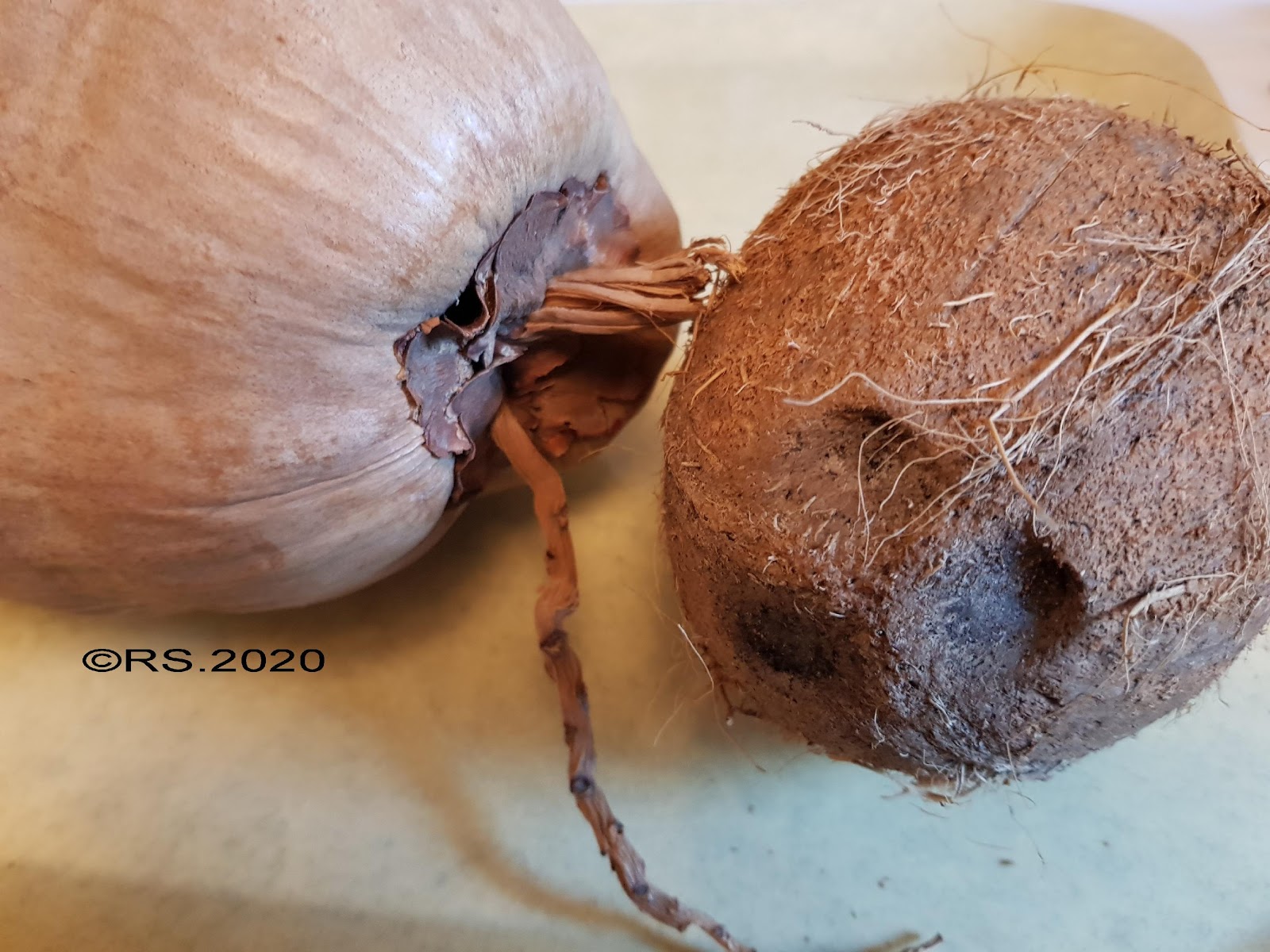 <b>Noyau de la noix de coco avec ses trois pores germinatif</b>