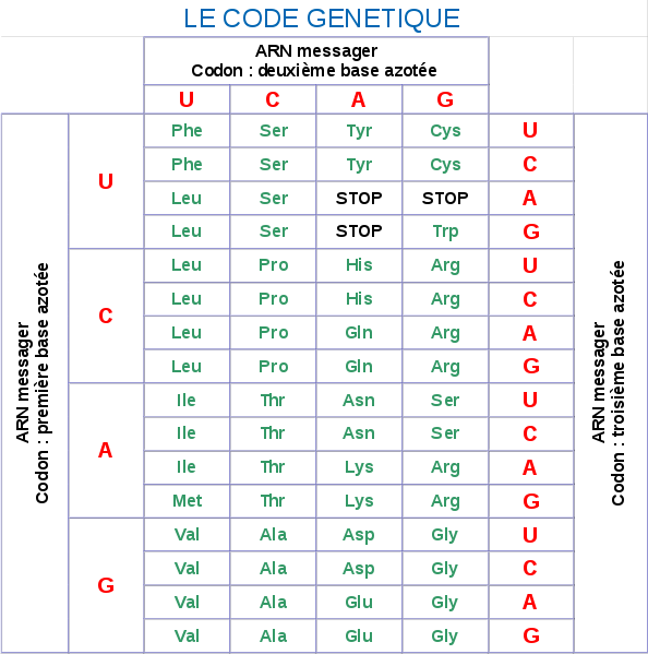<div>Le code génétique SVT CodeGenetique.svg, par Quo-Fata FERUNT, via Wikimédia Commons, https://commons.wikimedia.org/wiki/File:SVT_CodeGenetique.svg<br></div>
