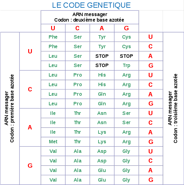 <b>Le code génétique</b><div><i>SVT CodeGenetique.svg, par Quo-Fata FERUNT, via Wikimédia Commons, https://commons.wikimedia.org/wiki/File:SVT_CodeGenetique.svg</i><b><br></b></div>