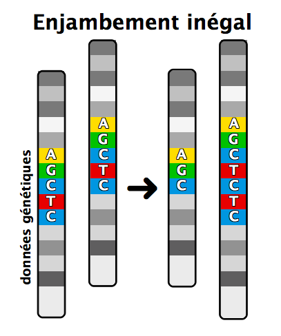 <b>Comparaison des 2 chromatides homologues ayant réalisé le crossing over inégal</b><div><i>Enjambement inégal.png, propre travail Lucquessoy, via Wikimédia Commons, CC-BY-SA-3.0, https://commons.wikimedia.org/wiki/File:Enjambement_in%C3%A9gal.png</i></div>