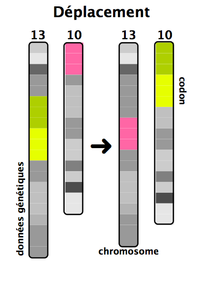<b>Comparaison des 2 chromatides non homologues ayant réalisé le crossing-over inégal</b><div><i>Déplacement 13 10.png, propre travail Lucquessoy, via Wikimédia Commons, CC-BY-SA-3.0, https://commons.wikimedia.org/wiki/File:D%C3%A9placement_13_10.png&nbsp;&nbsp;</i><br></div>