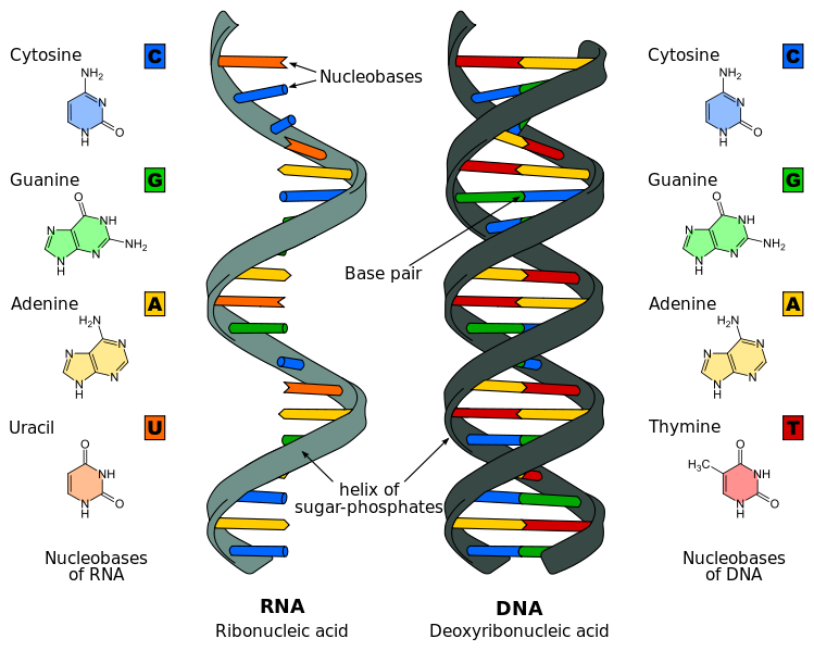 <div>Comparaison ADN/ARN Difference DNA RNA-EN.svg par Fichier: Difference DNA RNA-DE.svg : Sponk CC-BY-SA-3.0 via Wikimédia Commons, https://commons.wikimedia.org/wiki/File:Difference_DNA_RNA-EN.svg?uselang=fr<br></div>