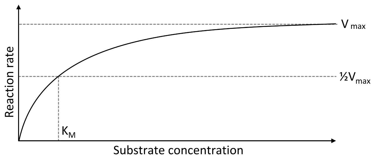 <i>Michaelis Menten curve 2.svg par Thomas Shafee via Wikimédia Commons,  CC-BY-4.0, modifié par Sandra Rivière, https://commons.wikimedia.org/wiki/File:Michaelis_Menten_curve_2.svg?uselang=fr</i>