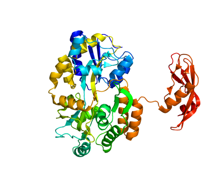 <b>Molécule de corticolibérine CRH, structure rubanée</b><div><i>Protein_CRHR1_PDB_3EHS, par Pléiotrope  propre travail, via Wikimédia Commons,  domaine publique, https://commons.wikimedia.org/wiki/File:Protein_CRHR1_PDB_3EHS.png</i><b><br></b></div>