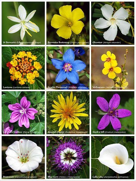 <b>Variété de couleurs des pétales chez les angiospermes</b><div><i>Affiche fleur 2.jpg, par Alvesgaspar, via Wikimédia Commons, CC-BY-SA-3.0, https://commons.wikimedia.org/wiki/File:Flower_poster_2.jpg</i><b><br></b></div>