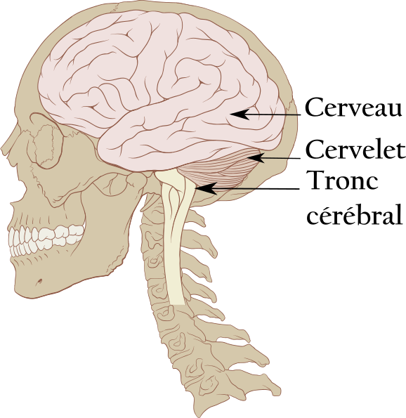 <b>Crâne et encéphale </b><div><i>Crâne et cerveau normal human.svg, par Patrick J. Lynch, illustrateur médical via Wikimédia Commons, Licence Créative Commons Attribution 2.5 2006, modifié par Sandra Rivière, https://commons.wikimedia.org/wiki/File:Skull_and_brain_normal_human.svg</i><b><br></b></div>