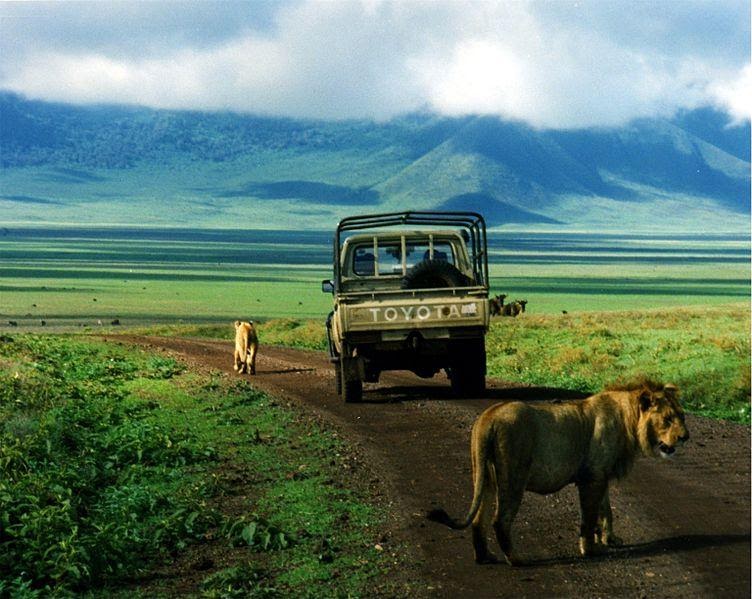 <b>Lions dans le cratère Ngorongoro</b><div><i>Lions in ngorongoro on the road.jpg, par Brocken Inaglory via wikimédia commons, CC-BY-SA-3.0,2.5,2.0,1.0, https://commons.wikimedia.org/wiki/File:Lions_in_ngorongoro_on_the_road.jpg</i><b><br></b></div>