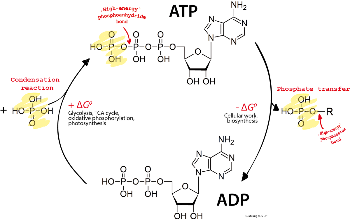 <b>Cycle de l’ATP</b><div><i>ADP_ATP_cycle par Muessig propre travail, via Wikimédia Commons,  CC-BY-SA-3.0, https://commons.wikimedia.org/wiki/File:ADP_ATP_cycle.png</i><b><br></b></div>