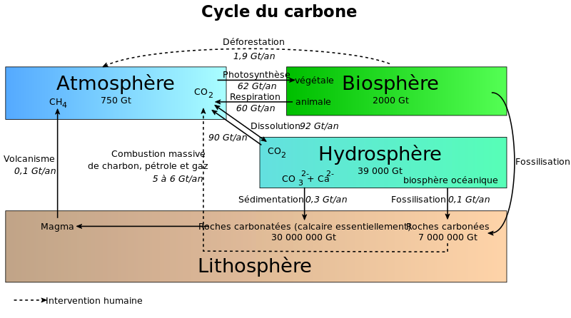 <b>Le cycle du carbone</b><div><i>&nbsp; 800px-Cycle_du_carbone2.svg par bendeck via Wikimédia Commons,  CC-BY-SA-3.0, https://commons.wikimedia.org/wiki/File:Cycle_du_carbone2.svg</i><b><br></b></div>