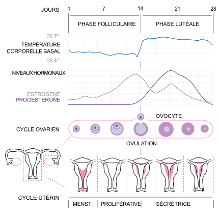 <b>Les différents paramètres du cycle féminin<br></b><i>Source : MenstrualCycle.png: Chris 73 | Talk  derivative work: Clouloune (d), via Wikimedia commons  CC-BY-SA-3.0, modifié par Sandra Rivière https://commons.wikimedia.org/wiki/File:Cycle-Menstruel.png?uselang=fr</i>