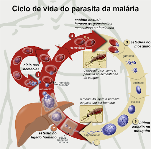 <b>Cycle de vie du plasmodium falciparum<br></b><i>Cycle de vie du Plasmodium falciparum : Cycle de vie du parasite antipaludique-pt.svg par <a href="https://commons.wikimedia.org/wiki/User:Usien6" style="text-decoration:none;">Usien6</a> propre travail, <a href="https://commons.wikimedia.org/wiki/Category:CC-BY-SA-4.0" style="text-decoration:none;">CC-BY-SA-4.0</a> via Wikimédia Commons, <a href="https://commons.wikimedia.org/wiki/File:Life_Cycle_of_the_Malaria_Parasite-pt.svg" style="text-decoration:none;">https://commons.wikimedia.org/wiki/File:Life_Cycle_of_the_Malaria_Parasite-pt.svg</a></i><br>