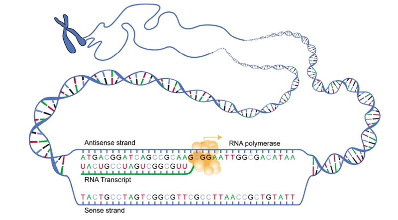 <div>Détails de l’élongation de l’ARN ADN transcription.png, via Wikimedia commons, Domaine public, https://commons.wikimedia.org/wiki/File:DNA_transcription.png<br></div>